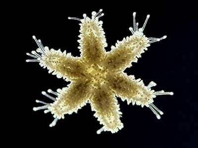 six-rayed sea star Leptasterias