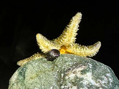 six-rayed sea star Leptasterias